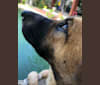 Pancake, a Southeast Asian Village Dog tested with EmbarkVet.com