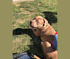 Lucian, an American Bulldog and Neapolitan Mastiff mix tested with EmbarkVet.com