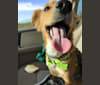 Duke, a Chihuahua and Poodle (Small) mix tested with EmbarkVet.com