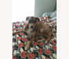 Chimi, a Staffordshire Terrier and Labrador Retriever mix tested with EmbarkVet.com