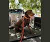 Ranger, a Labrador Retriever tested with EmbarkVet.com