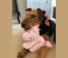 BRYN, a Welsh Terrier tested with EmbarkVet.com