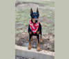 Ryka, a Doberman Pinscher tested with EmbarkVet.com