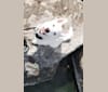 Lucian, a Siberian Husky tested with EmbarkVet.com