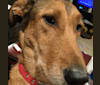 Ragnar, an Irish Terrier and Labrador Retriever mix tested with EmbarkVet.com