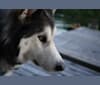 Yuri, a Siberian Husky and Alaskan Malamute mix tested with EmbarkVet.com