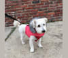 Slim Shady, a Bichon Frise and Havanese mix tested with EmbarkVet.com