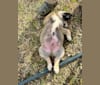 Maverick, a Great Pyrenees and German Shepherd Dog mix tested with EmbarkVet.com