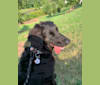 Cass, a Labrador Retriever and Golden Retriever mix tested with EmbarkVet.com