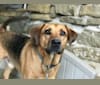 Harper, a Labrador Retriever and Staffordshire Terrier mix tested with EmbarkVet.com