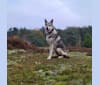 Logan, a Saarloos Wolfdog tested with EmbarkVet.com