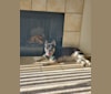 Babs, a Siberian Husky and French Bulldog mix tested with EmbarkVet.com