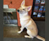 Taro, a German Shepherd Dog and Siberian Husky mix tested with EmbarkVet.com