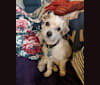 Sawyer, a Poodle (Small) and Chihuahua mix tested with EmbarkVet.com
