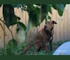 Lando, a Labrador Retriever and German Shepherd Dog mix tested with EmbarkVet.com