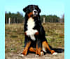 Lopez, a Bernese Mountain Dog tested with EmbarkVet.com