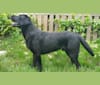 Tabasco, a Labrador Retriever tested with EmbarkVet.com