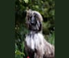 Mon Petit Chiot Donatella, an Afghan Hound tested with EmbarkVet.com