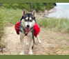 Ronin, a Siberian Husky (3.8% unresolved) tested with EmbarkVet.com