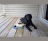 Ember, a Labrador Retriever and Chihuahua mix tested with EmbarkVet.com