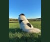 Mixie, a Great Pyrenees tested with EmbarkVet.com