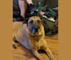 Rogue, a Boxer and German Shepherd Dog mix tested with EmbarkVet.com