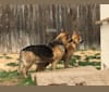 Timber, a German Shepherd Dog and Samoyed mix tested with EmbarkVet.com