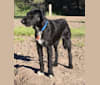 Kaya, a German Shepherd Dog and Cocker Spaniel mix tested with EmbarkVet.com
