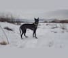 He-Gi Reginald, a Formosan Mountain Dog tested with EmbarkVet.com