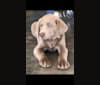 Brandi, a Labrador Retriever tested with EmbarkVet.com