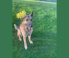 Nova, a German Shepherd Dog and Czechoslovakian Vlcak mix tested with EmbarkVet.com