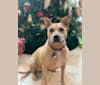 Photo of Winnie, an American Pit Bull Terrier  in Pittsburgh, Pennsylvania, USA
