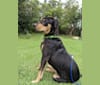 Otis, an American Pit Bull Terrier and Siberian Husky mix tested with EmbarkVet.com
