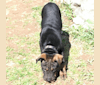 Photo of Worf, an Australian Cattle Dog, Staffordshire Terrier, Labrador Retriever, and Mixed mix in Moriarty, New Mexico, USA
