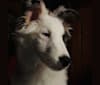 Dash, a Shetland Sheepdog tested with EmbarkVet.com