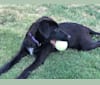 Lucy, a Labrador Retriever and Australian Cattle Dog mix tested with EmbarkVet.com