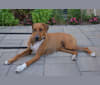 Lexi, a Doberman Pinscher and Boxer mix tested with EmbarkVet.com