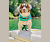 BanJo Alexander Hobo Penn, an American Pit Bull Terrier and American Bulldog mix tested with EmbarkVet.com