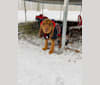 Shelbs, a Bloodhound tested with EmbarkVet.com