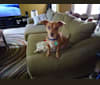 Gordy, a Chihuahua and Rat Terrier mix tested with EmbarkVet.com