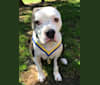 Ozzy Drake, an American Pit Bull Terrier and American Staffordshire Terrier mix tested with EmbarkVet.com