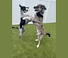 Tiller, a Great Pyrenees and German Shepherd Dog mix tested with EmbarkVet.com