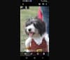 Photo of Schnappsie, a Cavalier King Charles Spaniel and Miniature Schnauzer mix in Frankford, MO, USA