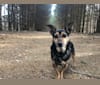 Tucker, a Beagle and Chihuahua mix tested with EmbarkVet.com