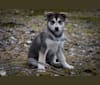 Nezuko, a Siberian Husky and Shikoku mix tested with EmbarkVet.com