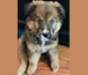Bella, a Chow Chow and German Shepherd Dog mix tested with EmbarkVet.com