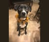 Finn, an American Pit Bull Terrier tested with EmbarkVet.com
