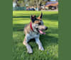 Photo of Maxwell, a Siberian Husky, American Pit Bull Terrier, and Mixed mix in Bellflower, California, USA