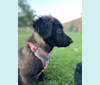 Ruth, an Australian Cattle Dog and Great Pyrenees mix tested with EmbarkVet.com