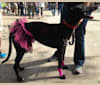 Photo of Sabil Black Moon "Uma", a Greyhound  in Florida, USA